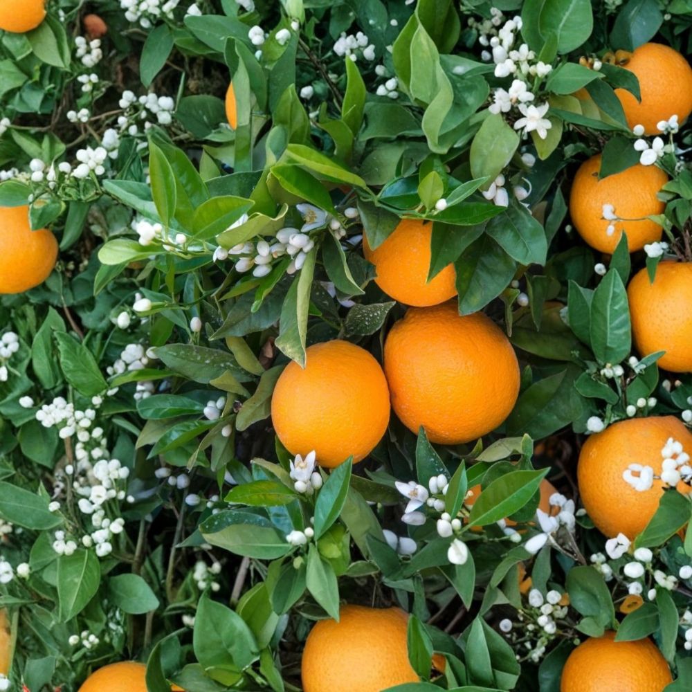 Red Navel Orange Tree – Citrus × sinensis Live Grafted Plant | 2–3 Feet Tall | 1 Gallon Pot | Sweet Fruit Tree | Zones 9–11 | Home Orchard & Patio Friendly