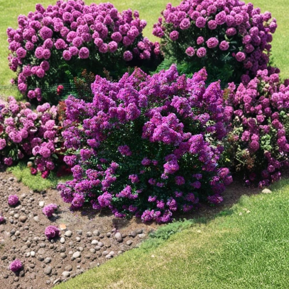 First Editions® Purple Magic Dwarf Crape Myrtle – Lagerstroemia 'Purple Magic' Live Plant | Full Gallon Pot | Purple Flowering Shrub | Easy to Grow