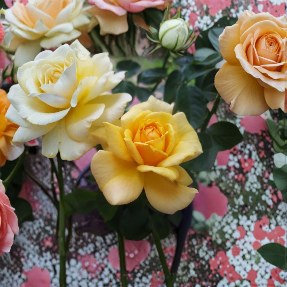 Sunsprite Floribunda Rose – Live Deep Yellow Rose Bush | 1 Gallon Plant | Fragrant Floribunda Rose | Full Sun Garden Shrub | Repeat Blooming Rose