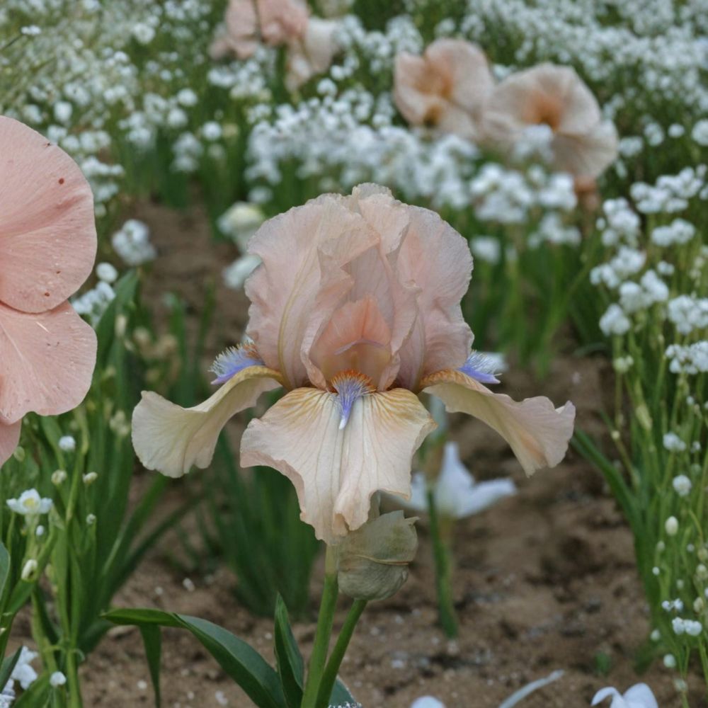 Iris ‘Concertina’ – Reblooming Bearded Iris | 3 Pack #1 Grade Rhizomes | Blush Pink & Peach Perennial Flowers