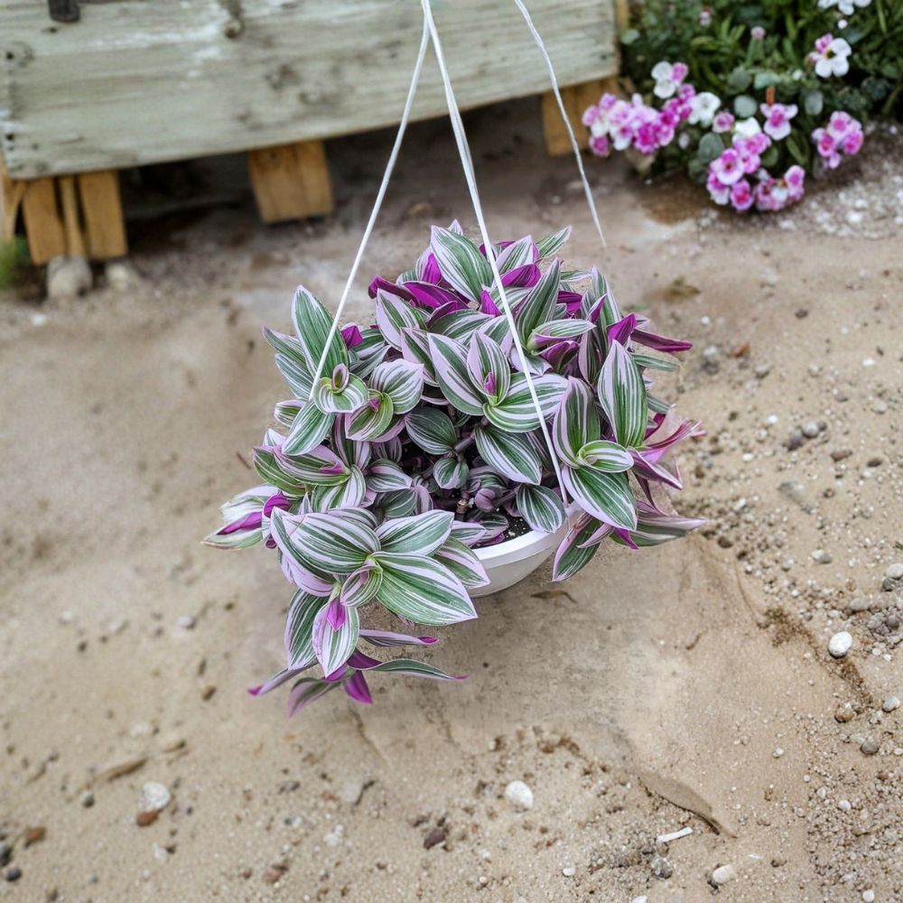Pink Tradescantia Nanouk Live Plant – Wandering Jew Houseplant | 2 Inch Pot | Pink & Green Foliage | Easy Care Indoor Plant | Trailing Plant