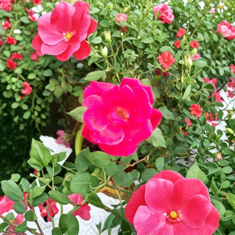 Red Knock Out® Rose Bush – Live Cherry Red Shrub Rose | 3 Gallon Plant | EarthKind® Landscape Rose | Repeat Blooming Garden Shrub | Disease Resistant Rose