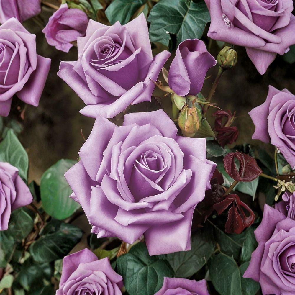 Blue Girl Rose – Rosa Live Unrooted Cuttings | 3 Pack | 6 Inches Long | Lavender-Blue Rose | Easy to Propagate