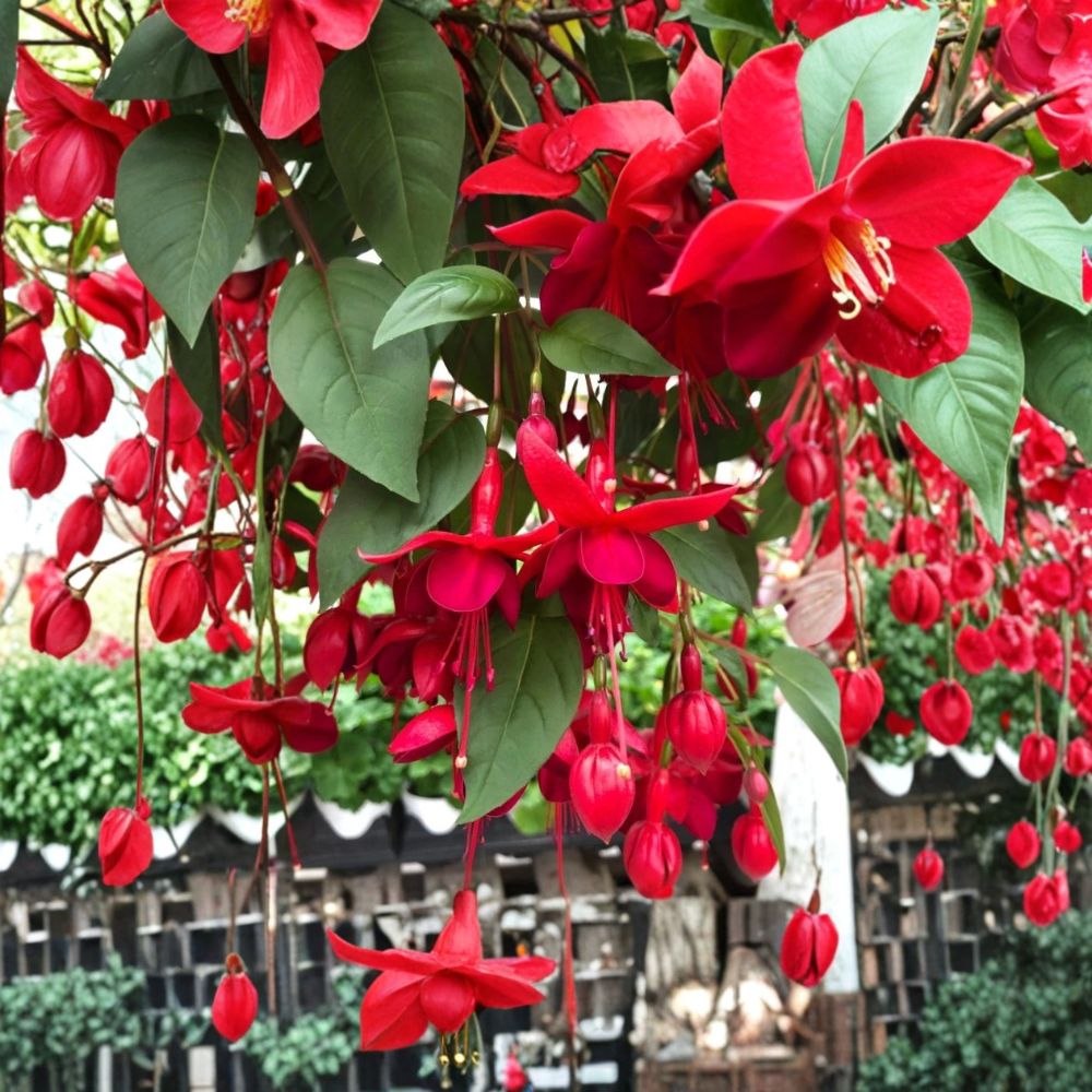 Marinka Fuchsia Live Starter Plant | 2–5 Inches Tall | Fuchsia hybrida | Trailing Flowering Plant | Hanging Basket Favorite