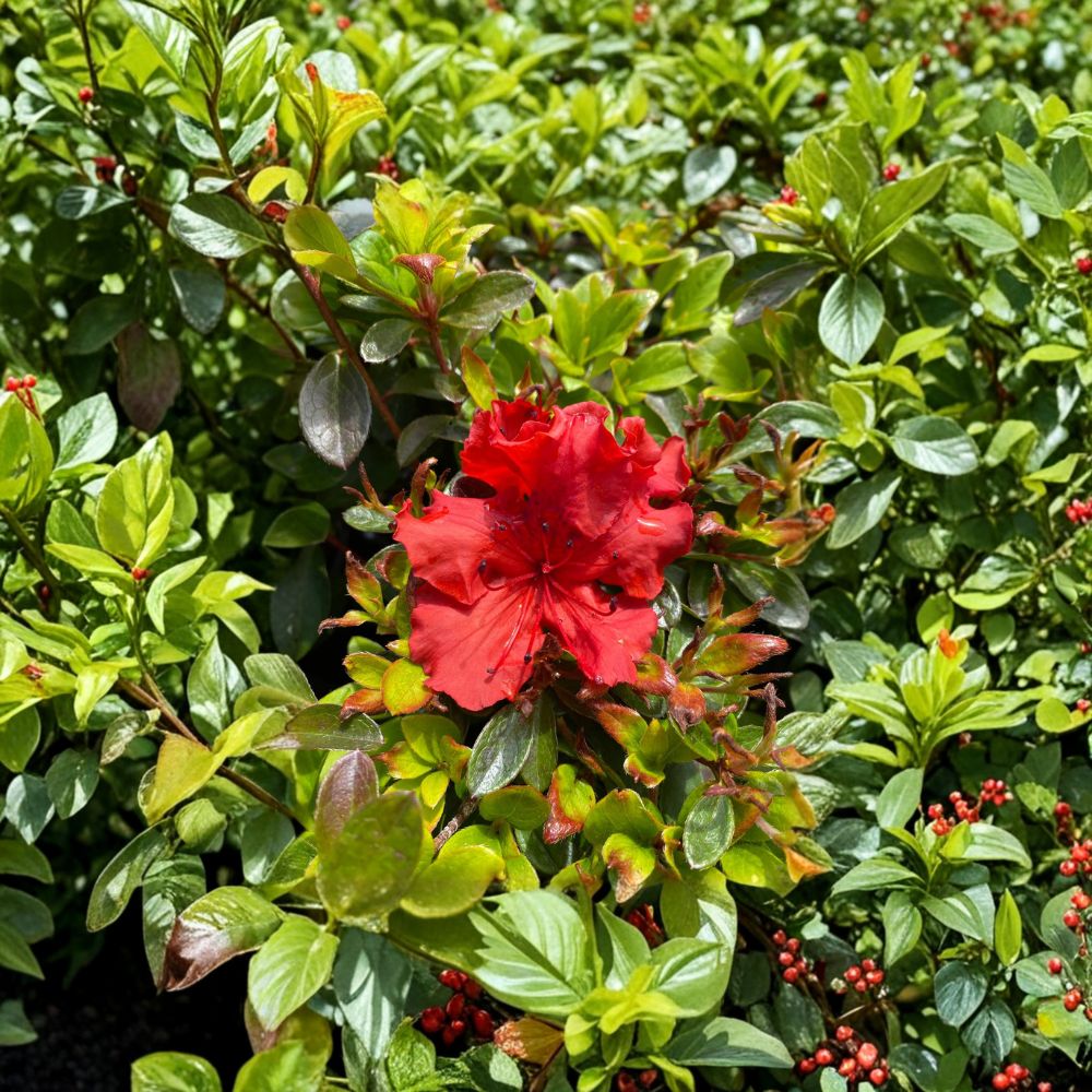 Azalea 'Girard’s Hot Shot' – Live Plant | Includes 1 Gallon Pot | Red Orange Evergreen Azalea | Spring Flowering Shrub | Compact Landscape Favorite