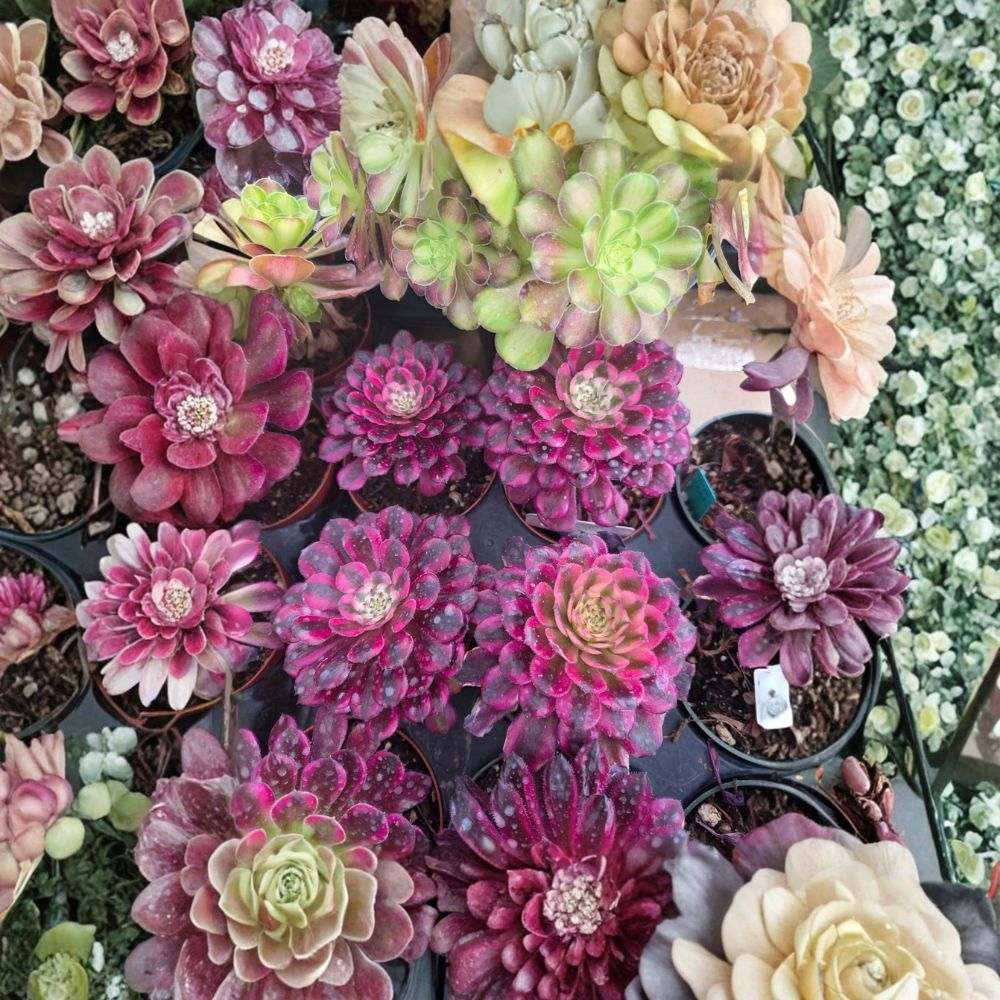 Black Garnet Aeonium Live Plant – 1 Pc | Imported Aeonium Succulent | Dark Foliage | Bare Root Succulent | Easy Care Indoor Plant