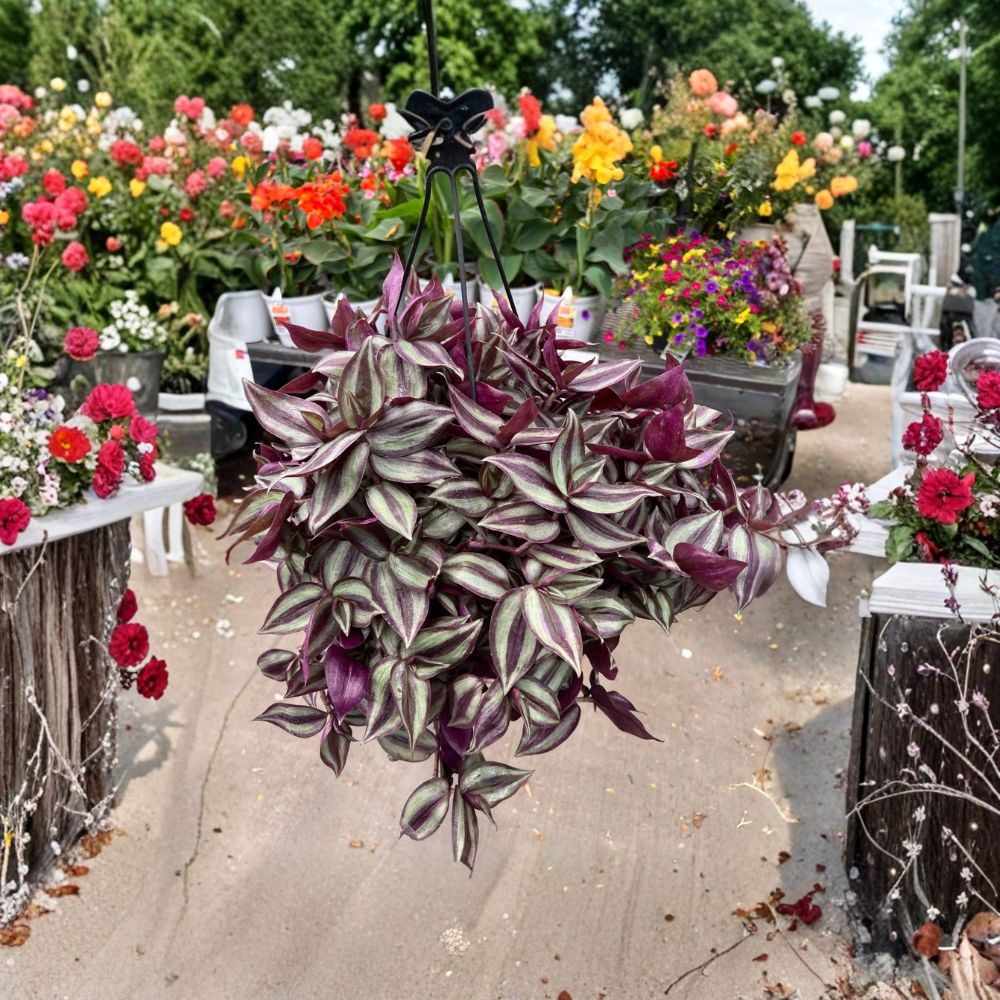 Tradescantia Zebrina Purple – 10 Live Unrooted Cuttings | 5 Inches Long | Wandering Dude | Easy-to-Propagate Houseplant
