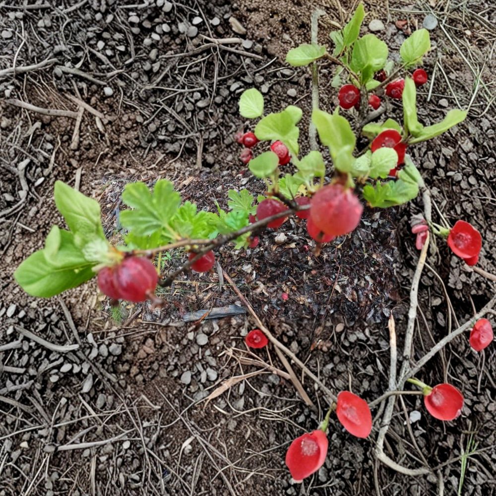 Gooseberry – Ribes uva-crispa Seeds | 10 Alaska Grown Seeds | Cold Hardy Berry Shrub | Fruit Garden & Hedge Friendly | Easy to Grow