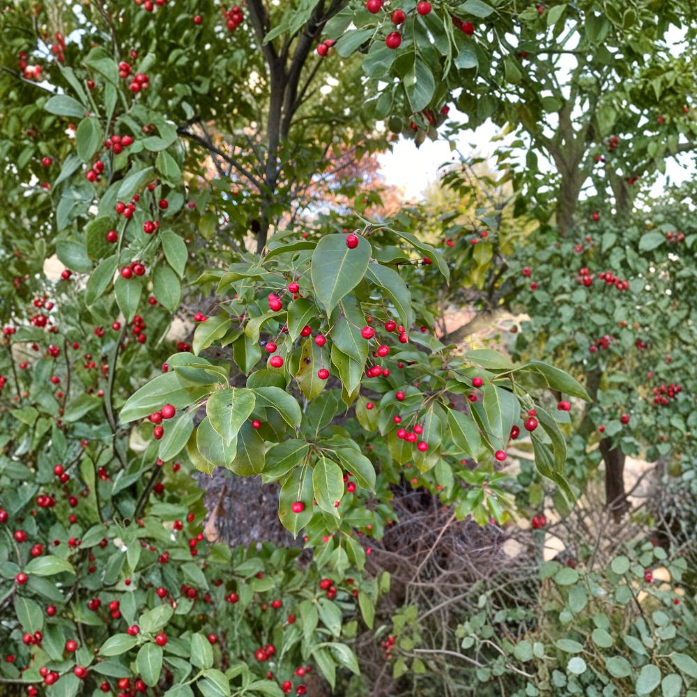 Ilex pedunculosa 'Female' – Longstalk Holly Live Plant | Includes 2 Gallon Pot | Red Berry Holly | Evergreen Landscape Shrub | Wildlife Friendly Plant