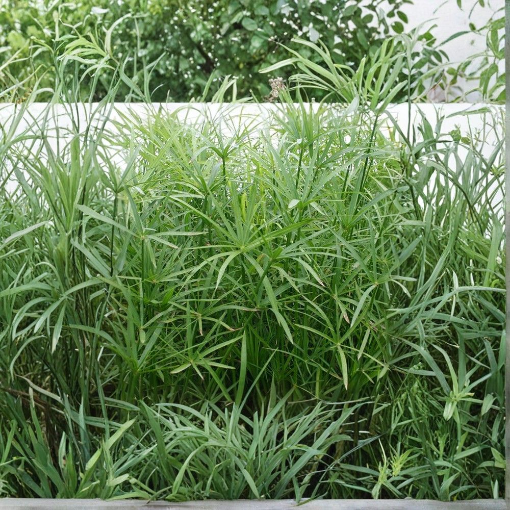 Live Dwarf Umbrella Palm – Tropical Marginal Pond Plant | 12 to 24 Inches Tall | Ships in Nursery Pot | Water Garden Plant | Buy 2 Get 1 Free