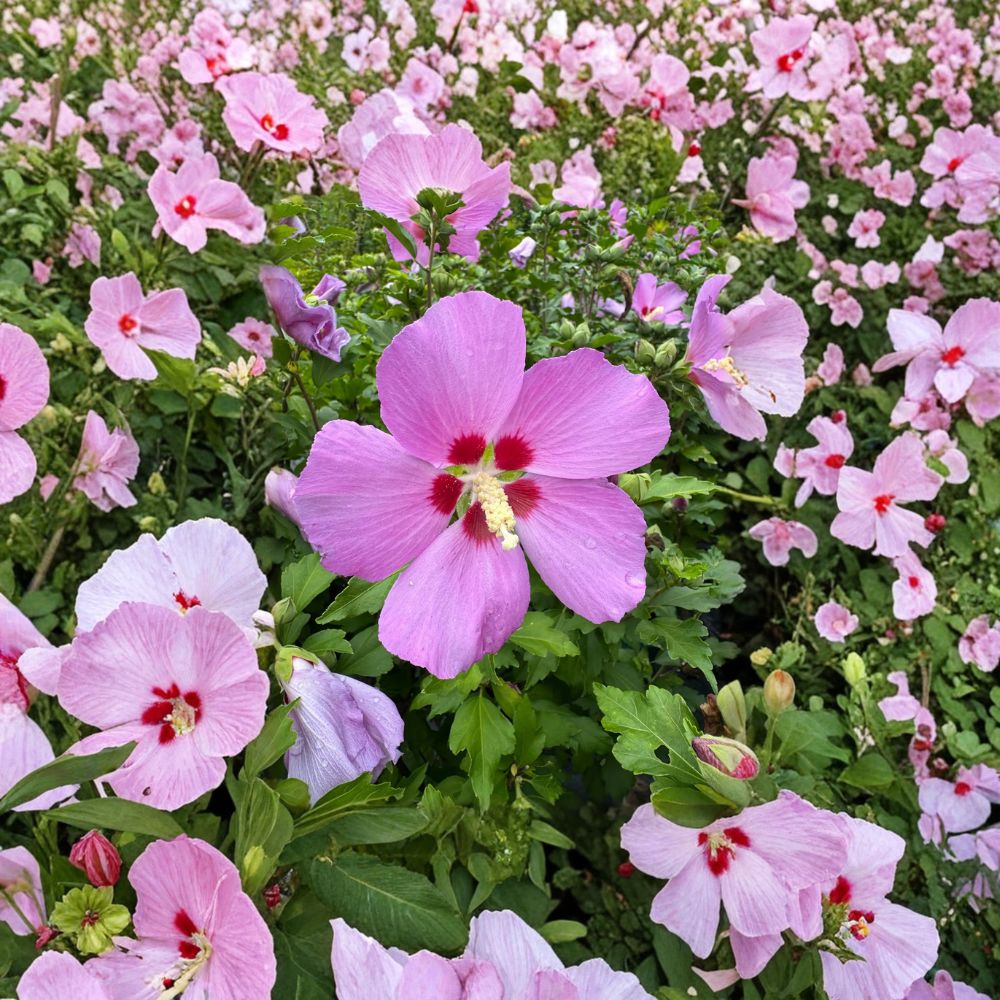 Woodbridge Rose of Sharon – Hibiscus syriacus Live Plant | Includes 2 Gallon Pot | Pink Flowering Shrub | Summer Blooming Hardy Hibiscus | Landscape Favorite