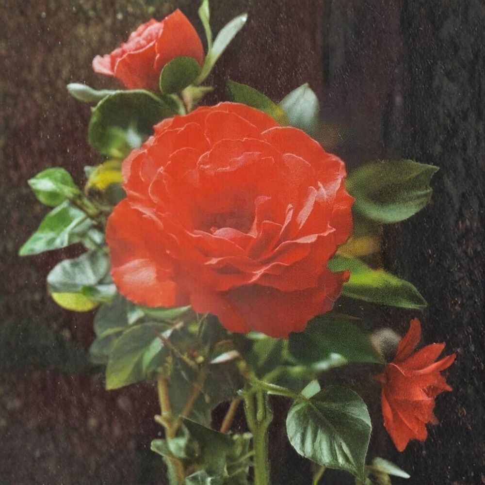 Impatient Floribunda Rose – Orange Red Live Bush Plant | 1 Gallon Size | Includes Root Ball Wrapping | Vibrant Blooming Shrub | Garden & Landscape Favorite