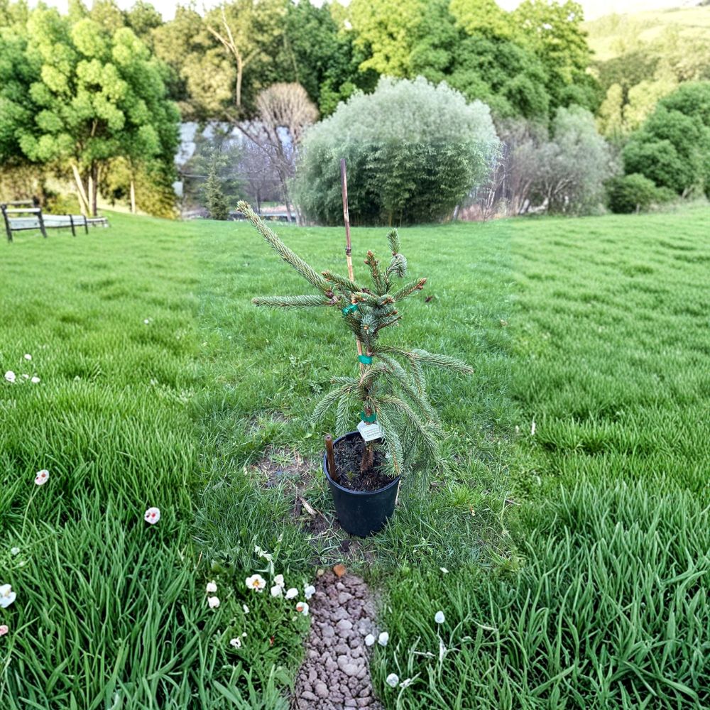 Glauca Pendula Norway Spruce – Live Weeping Blue Evergreen | 18 Inch Tall Plant | 1 Gallon Pot | Picea abies 'Glauca Pendula'