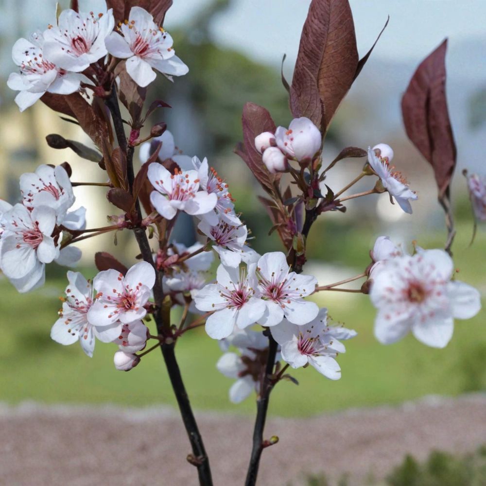 Purpleleaf Sand Cherry Live Plant – Prunus cerasifera | 3.5 Inch Pot | Purple Foliage Shrub | White & Pink Spring Flowers | Zones 2–8
