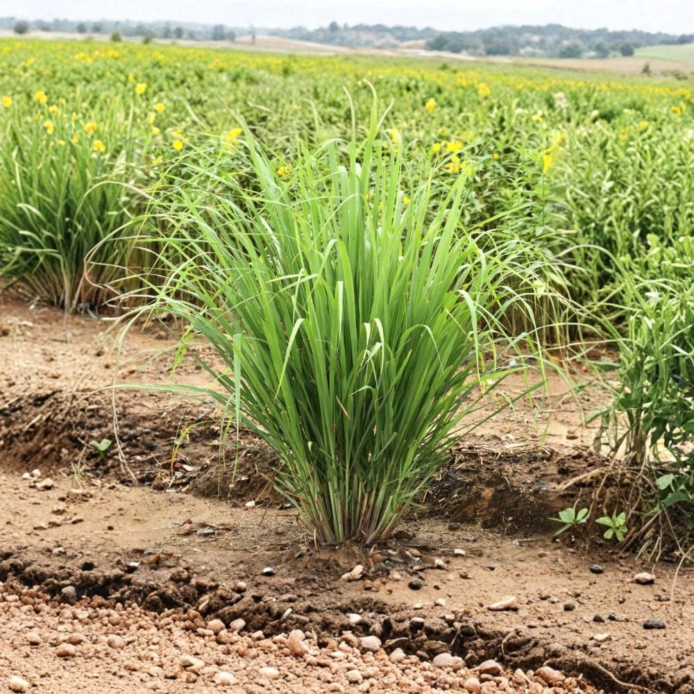 Lemongrass Live Plants – Set of 5 | 4–8 Inch Culinary Herb Starters | Fragrant Citrus Grass | Ships Without Pot | Garden & Container Herb Plant