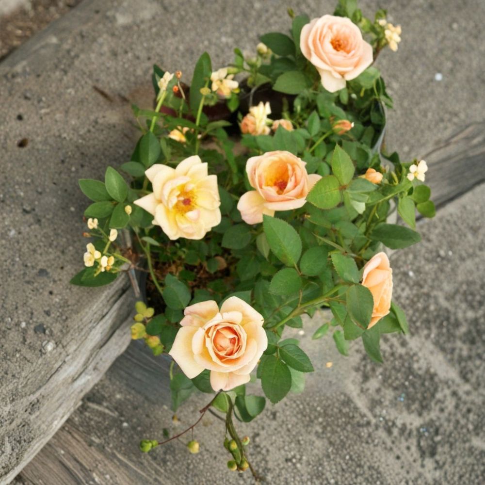 Southern Peach Apricot Yellow Rose – 2 Gallon Live Bush Plant | Peach Yellow Blooms | Includes Root Ball Wrapping | Colorful Garden Rose Shrub | Easy to Grow