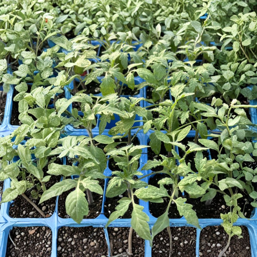 Big Boy Tomato – 3 Live Plants | 6–10 Inches Tall | 60+ Days Old | Heirloom Garden Starter | Ready to Plant
