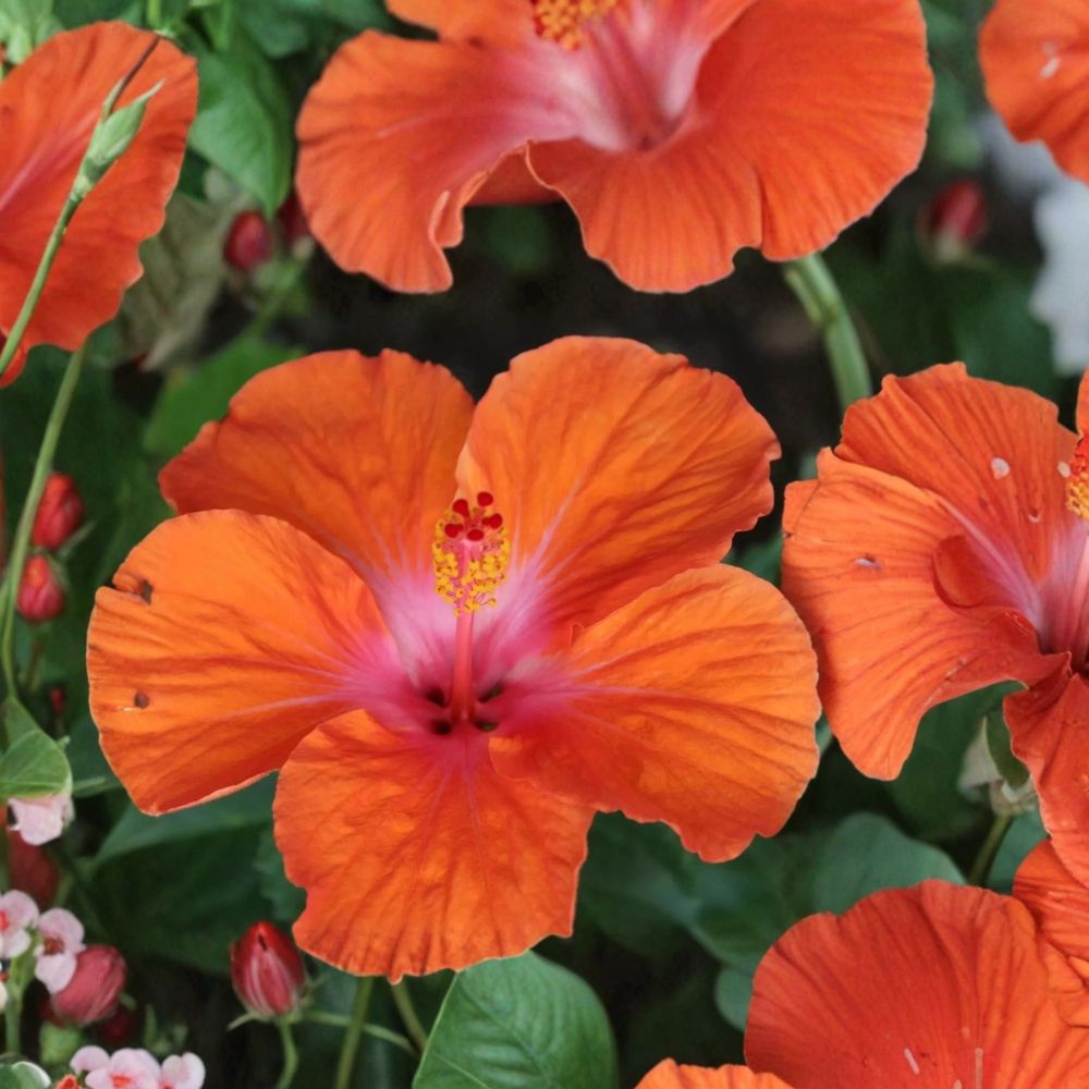 Madagascar Hibiscus Live Plant – Hibiscus moscheutos | 3–5 Inch Rooted Starter | Mallow Malvaceae | Large Colorful Flowers | Perennial Garden Plant | USA Grown