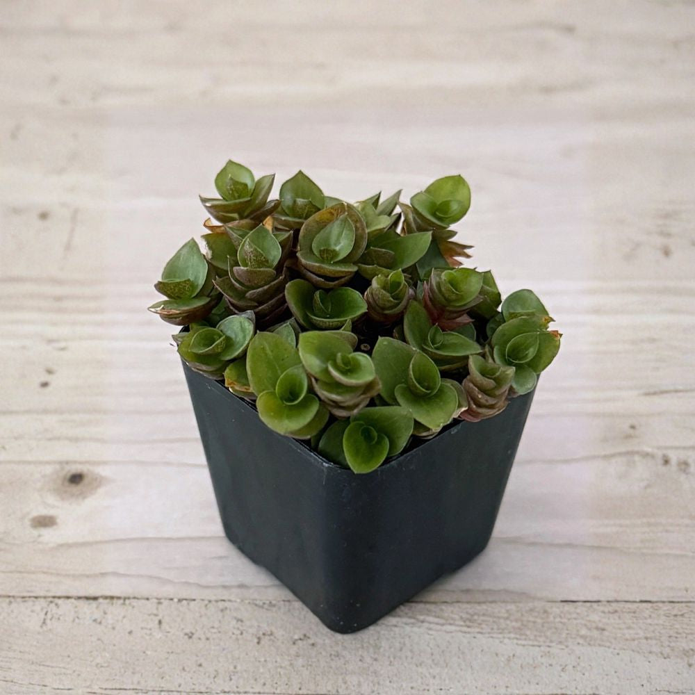 Callisia Repens Turtle Vine – Live Succulent Plant | 2 Inch Nursery Pot | Trailing Houseplant | Purple & Green Foliage | Easy to Grow