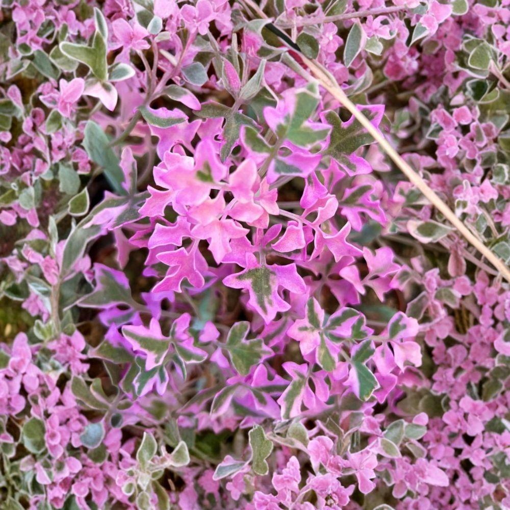 Pink Variegated Candle Plant Live – Rare Succulent | 4 Inch Pot | Pink Cream & Green Foliage | Indoor Houseplant | Succulent Collector Plant