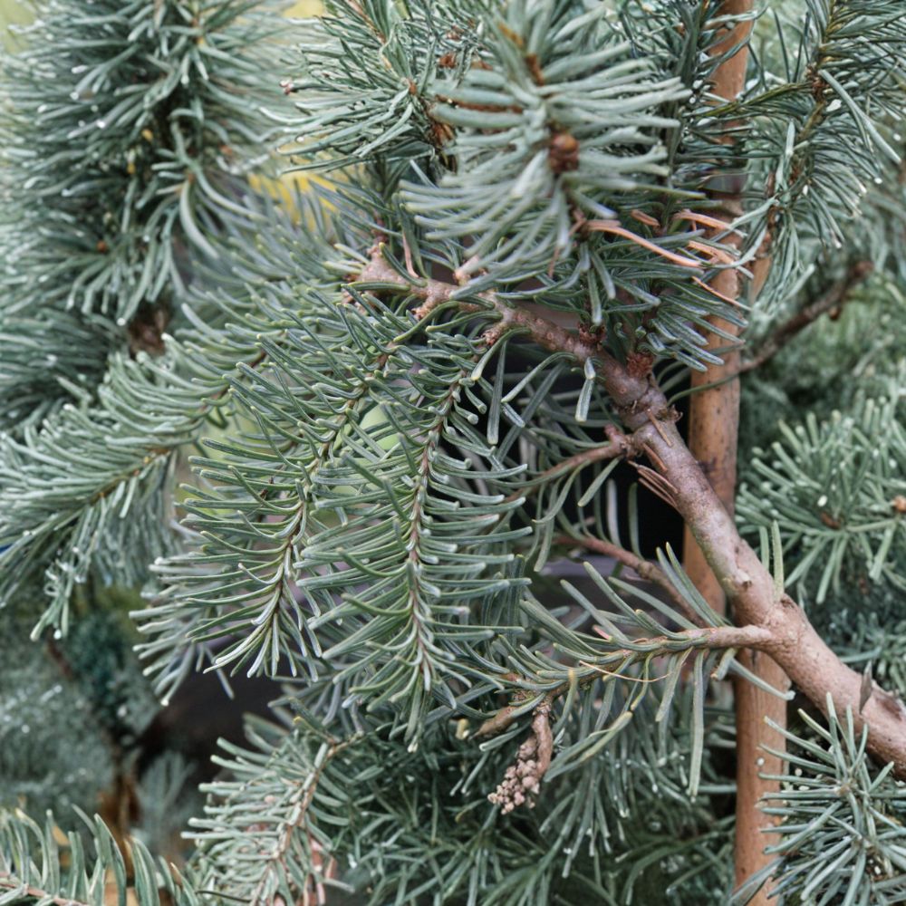 Abies procera 'DelBar Cascade' – Noble Fir Live Plant | 10 Inches Tall | Includes 1 Gallon Pot | Weeping Blue Evergreen Conifer | Collector Landscape Specimen