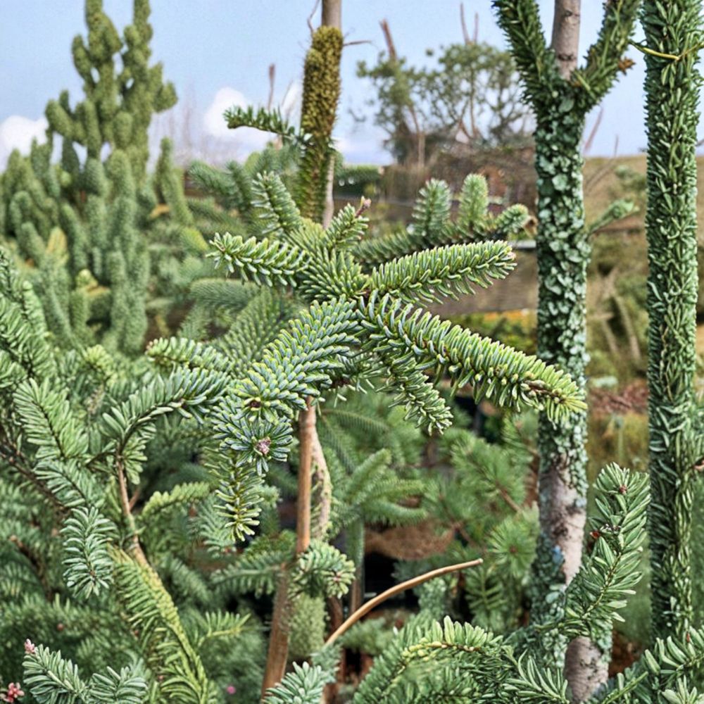 Kelleris Spanish Fir – Live Blue Evergreen Conifer | 12 Inch Tall Plant | 1 Gallon Pot | Abies pinsapo 'Kelleris'