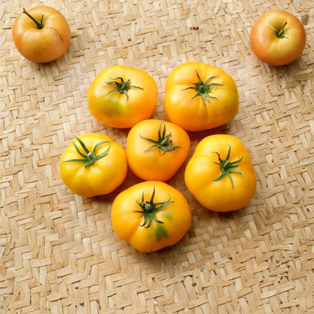 Azoychka Tomato – Solanum lycopersicum Seeds | 50 Organically Grown Seeds | Russian Yellow Beefsteak Heirloom | Garden & Container Friendly | Easy to Grow