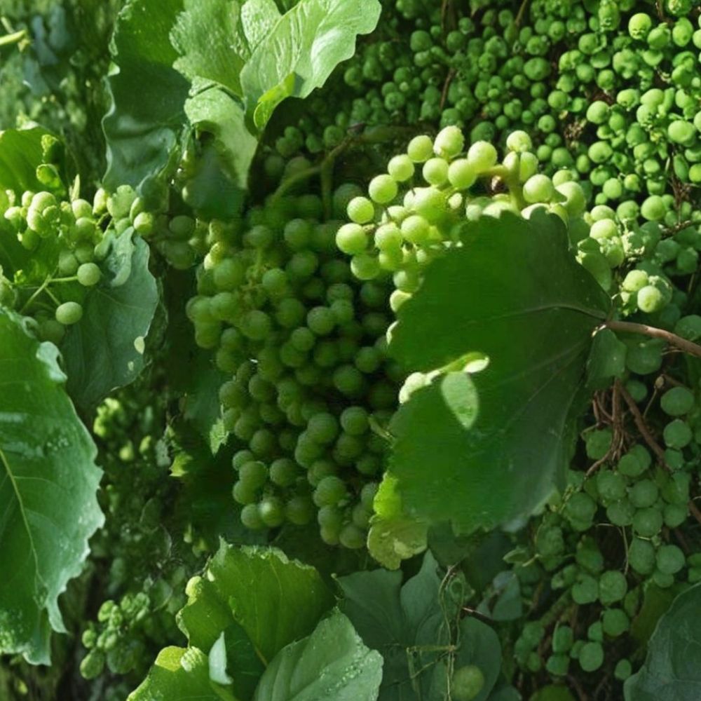 Chardonnay White Wine Grape Vine – 4–6 Ft Tall Live Plant | Self-Fertile Fruit Vine | Vineyard & Home Garden Grape | Fast Growing Wine Grape | Includes Rooted Live Plant