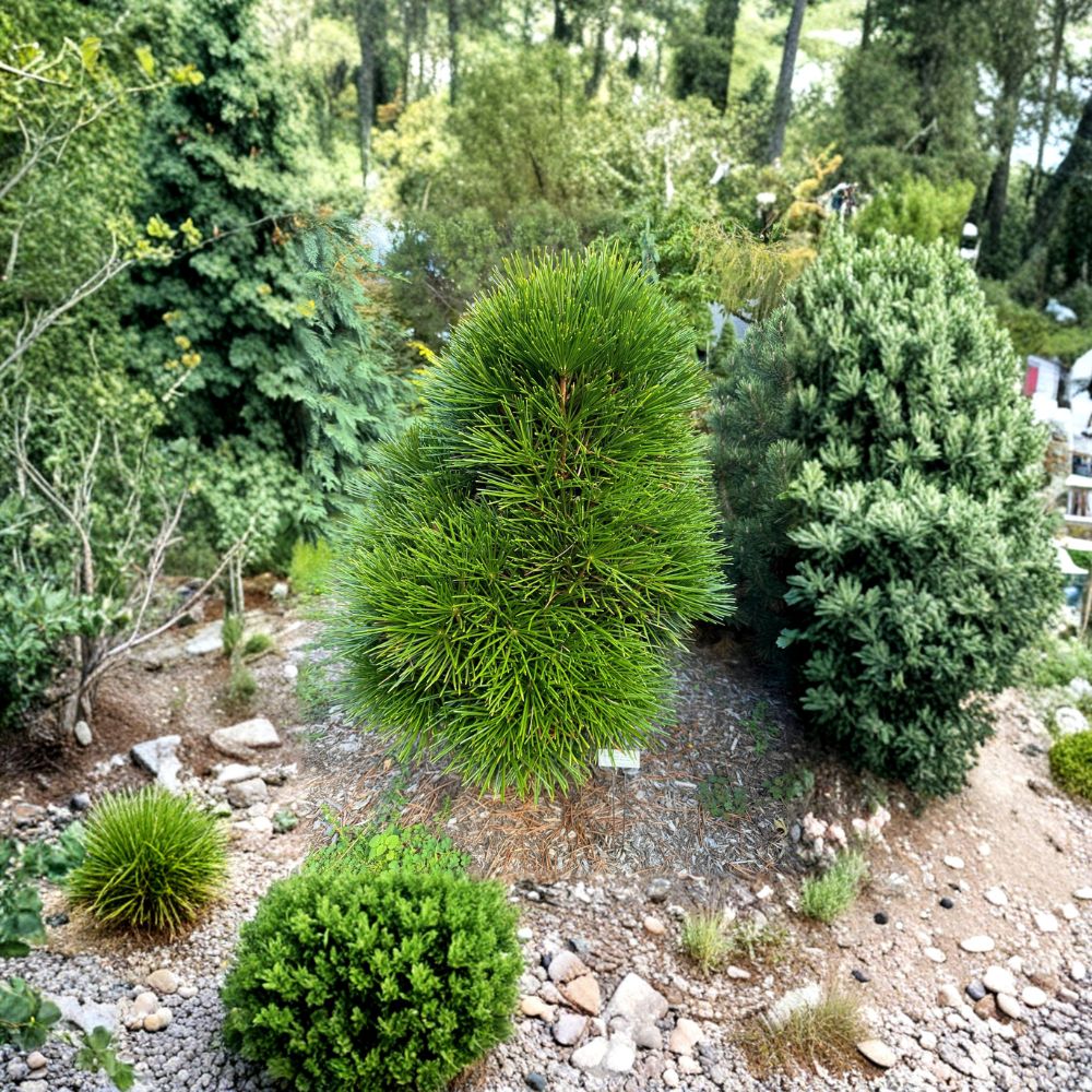 Cynthia Waxman Japanese Umbrella Pine – Live Evergreen Conifer | 2 Gallon Pot | Sciadopitys verticillata | Rare Specimen Tree