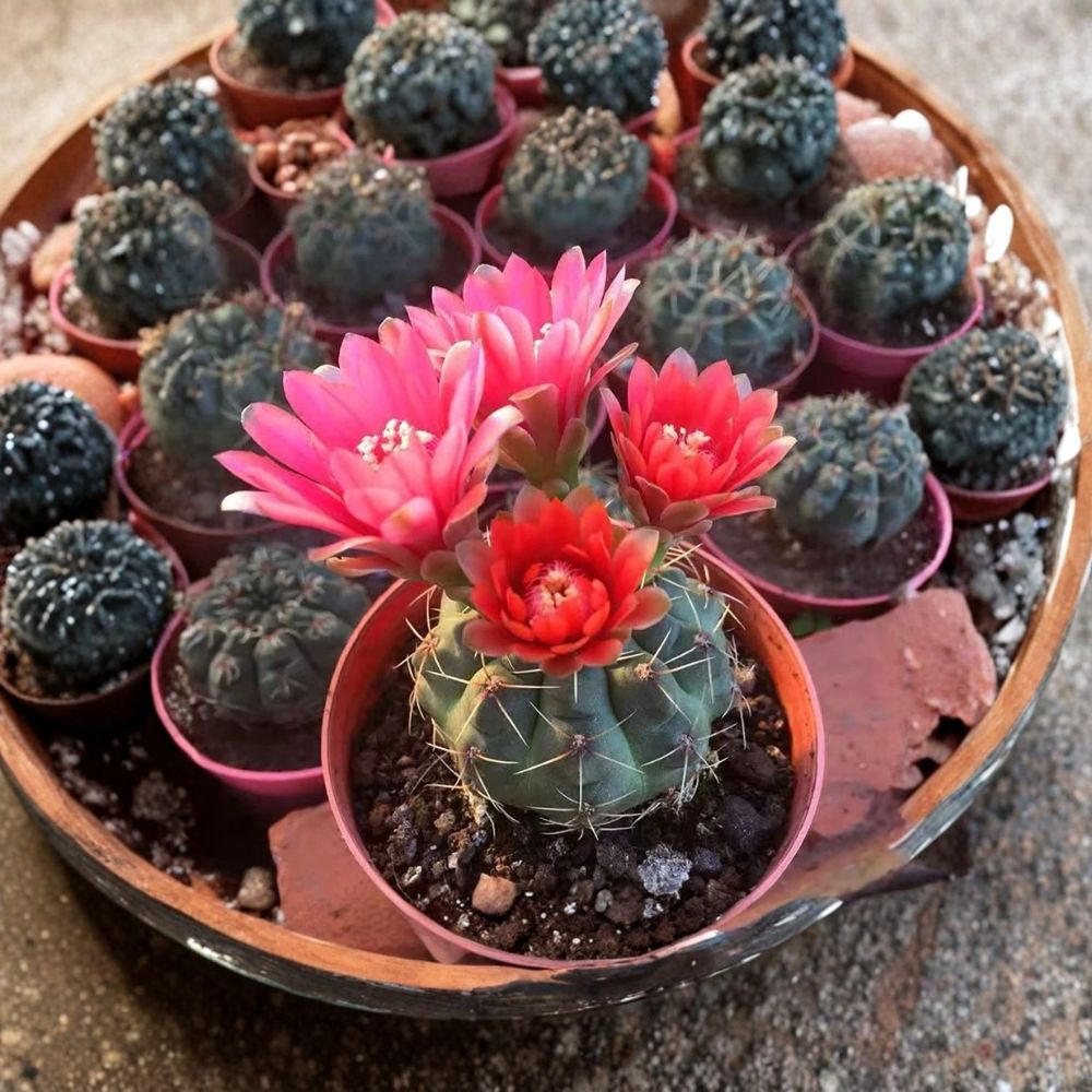 Gymnocalycium baldianum Chin Cactus | Live Succulent Plant | Includes White Pot | Easy Care Cactus | Flowering Houseplant