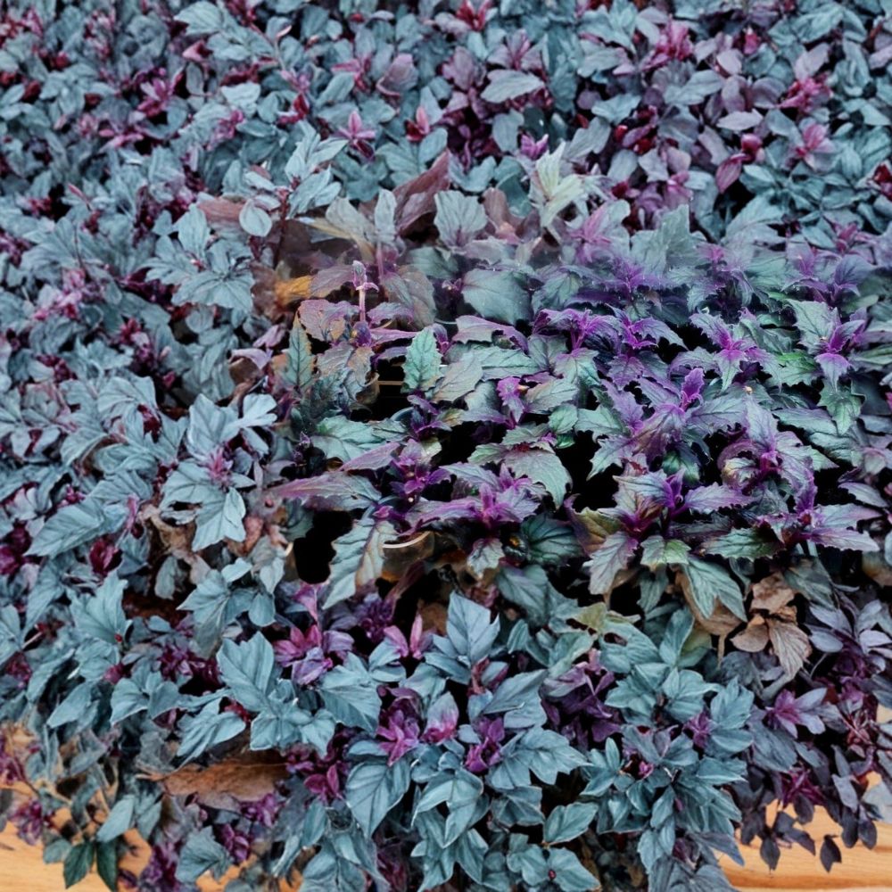 Purple Passion Plant Live – Gynura aurantiaca | Purple Velvet Plant | 3 Inch Starter | Soft Fuzzy Foliage | Indoor Houseplant | Rare Tropical
