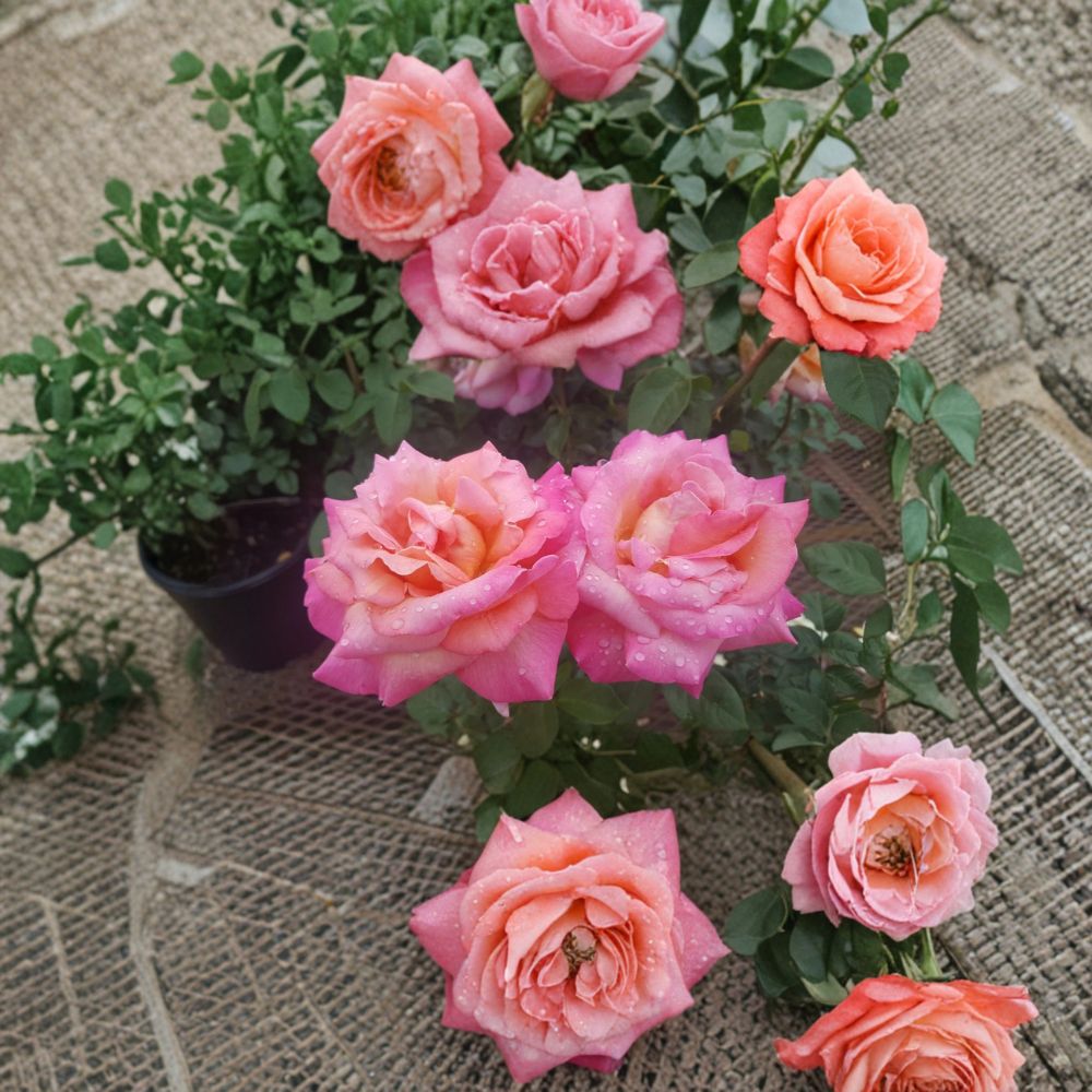 Broadway Hybrid Tea Rose – 5 Gallon Live Bush Plant | Golden Yellow Pink Blooms | Includes Root Ball Wrapping | Elegant Garden Rose | Easy to Grow