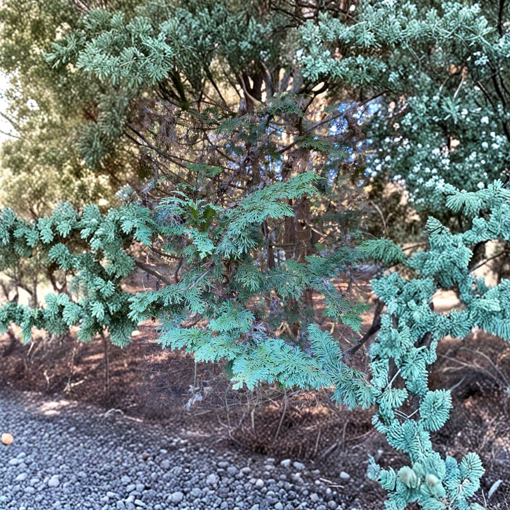 Mastersii Arborvitae – Live Evergreen Conifer | Quart Pot Plant | Thuja occidentalis | Hardy Landscape Tree