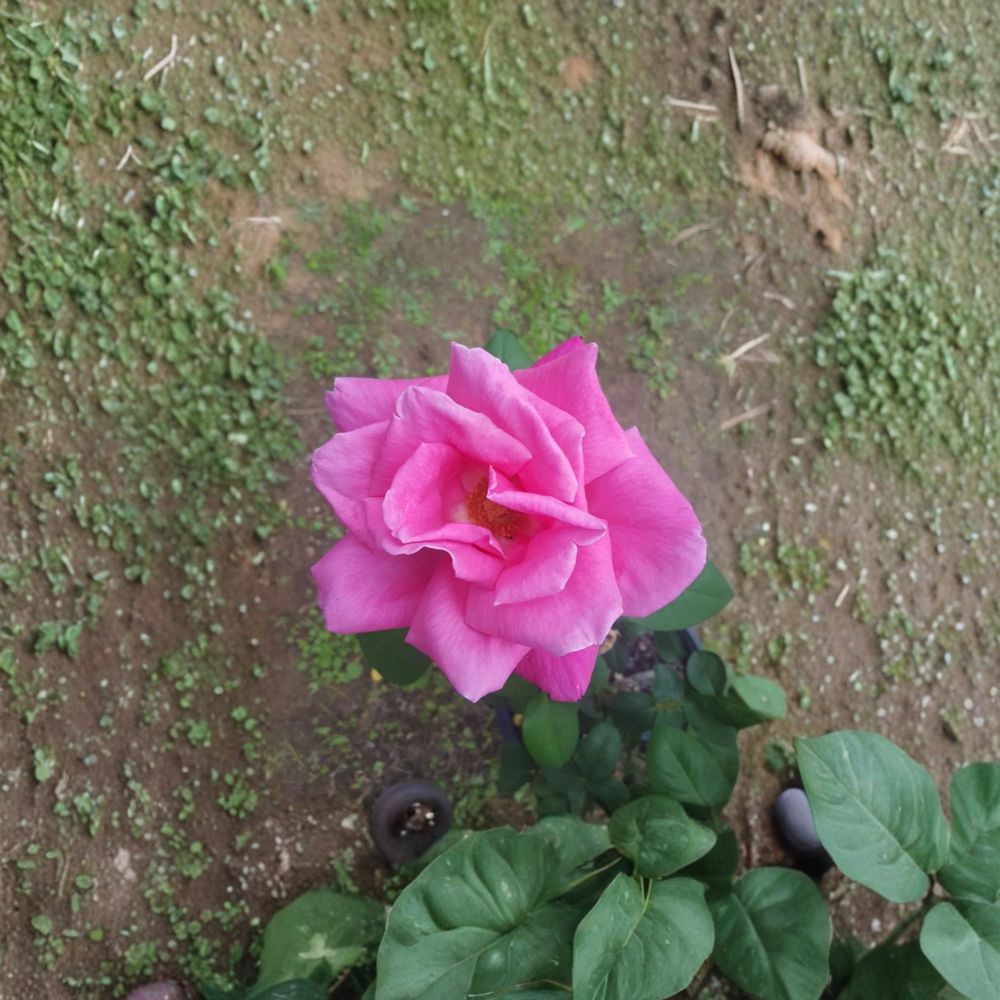 Perfume Delight Hybrid Tea Rose – 2 Gallon Live Bush Plant | Fragrant Pink Blooms | Includes Root Ball Wrapping | Classic Garden Rose | Easy to Grow