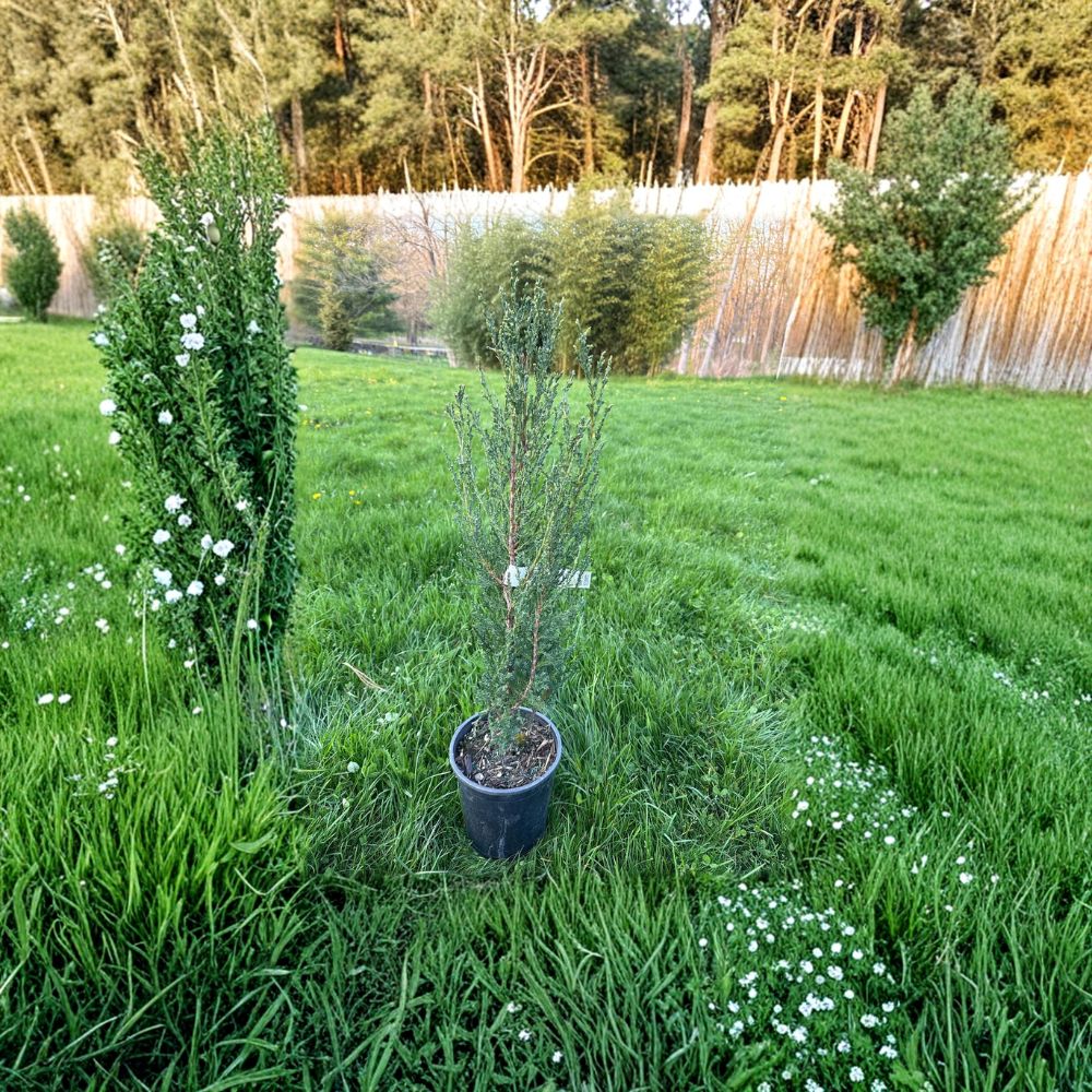 Juniperus scopulorum 'Blue Arrow' – Rocky Mountain Juniper Live Plant | 12 Inches Tall | Includes 1 Gallon Pot | Columnar Blue Evergreen | Narrow Privacy Accent