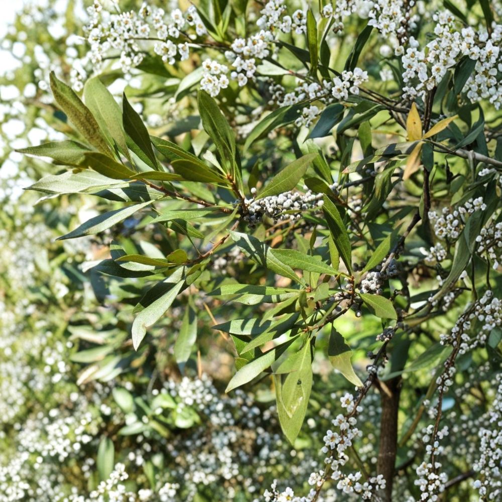 Wax Myrtle Live Plant – Myrica cerifera | Large 6 Inch Pot | Evergreen Ornamental Shrub | Privacy Screen | Native Landscape Plant | Outdoor Garden