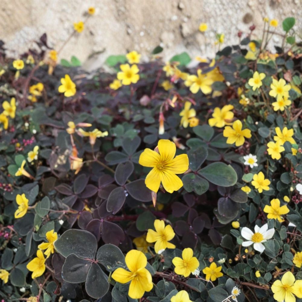 Live Burgundy Yellow Oxalis Plant – 3 to 4 Inches Tall | Ships Bare Root (No Pot) | False Shamrock | Colorful Foliage Houseplant | Easy to Grow