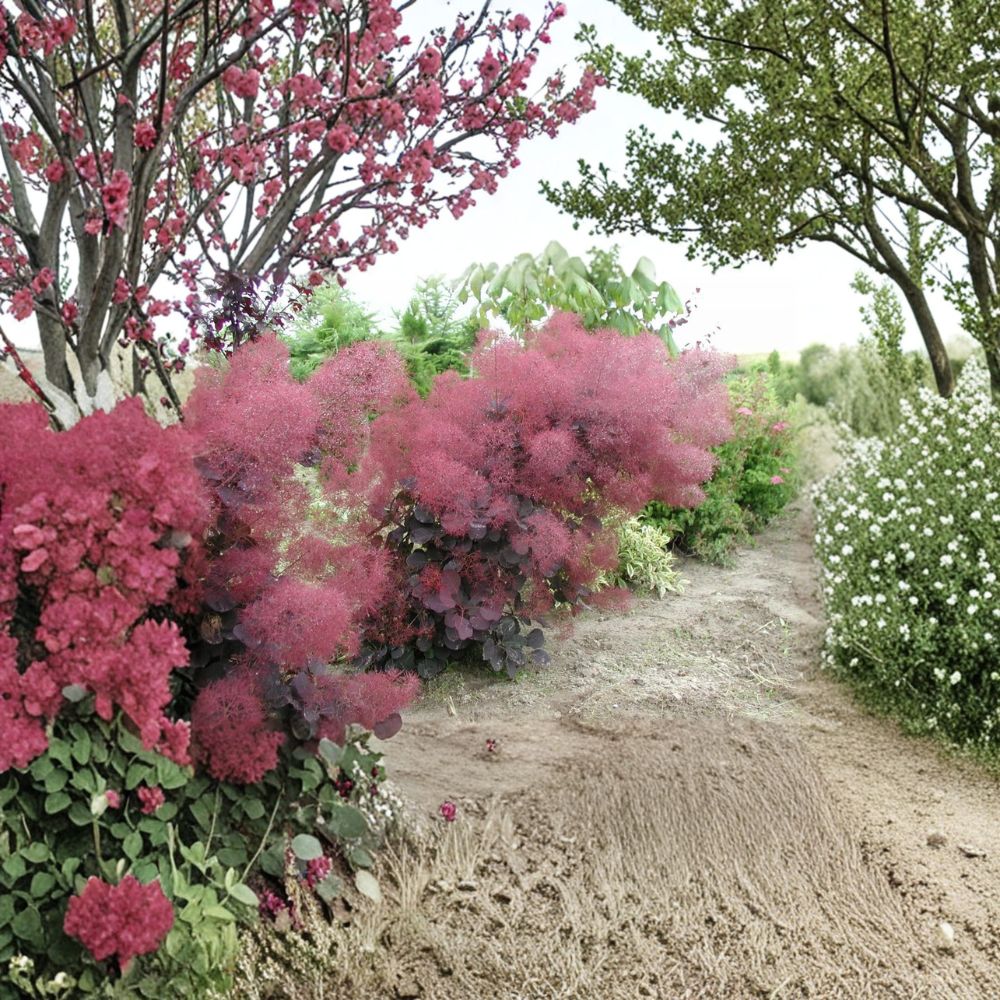 Cotinus coggygria ‘Royal Purple’ – Royal Purple Smoke Tree Live Plant | 12 Inches Tall | Includes 1 Gallon Pot | Vibrant Purple Foliage | Landscape Accent Shrub