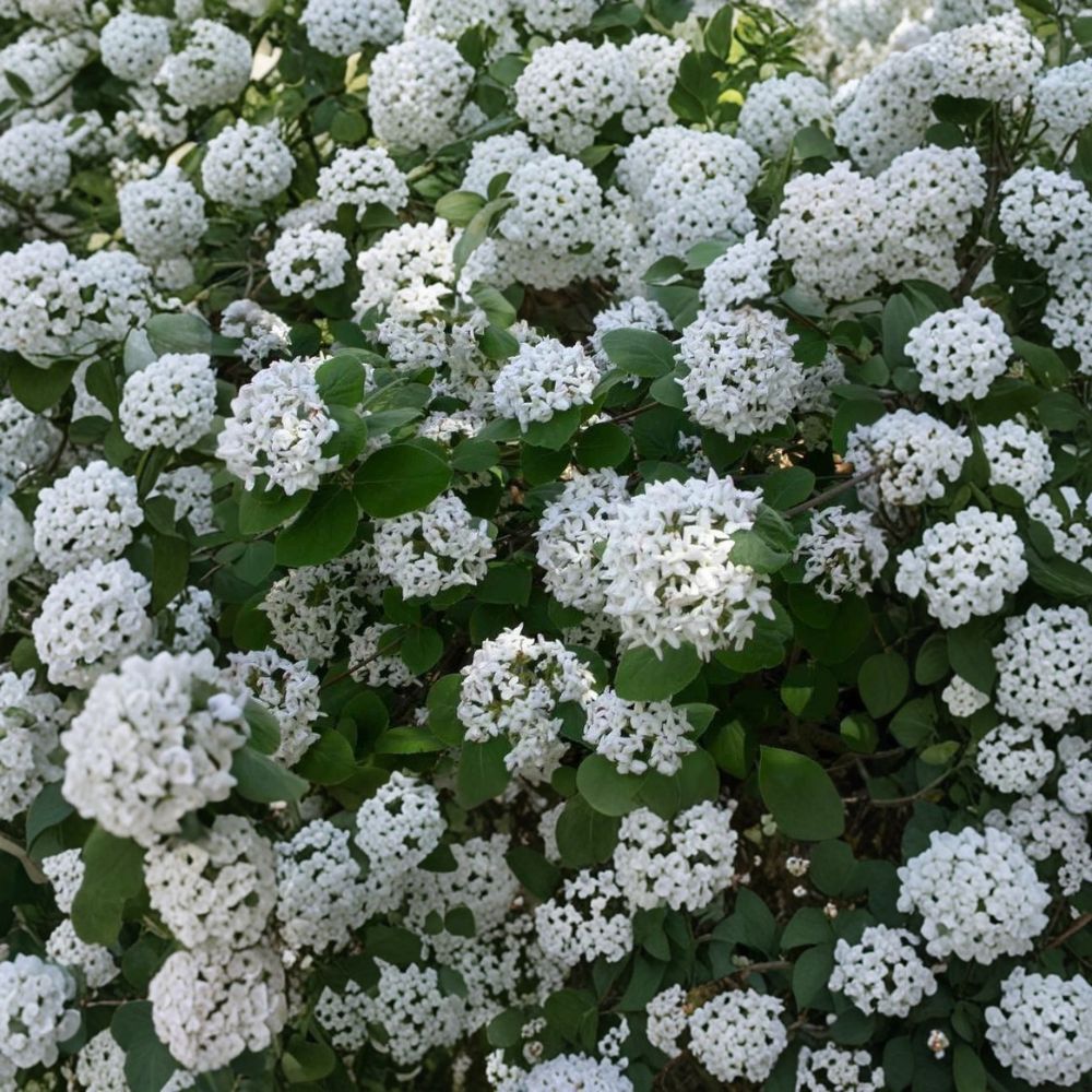 Koreanspice Viburnum – Viburnum carlesii Live Plant | 1 Gallon Pot | Fragrant Flowering Shrub | Pink & White Blooms | Easy to Grow