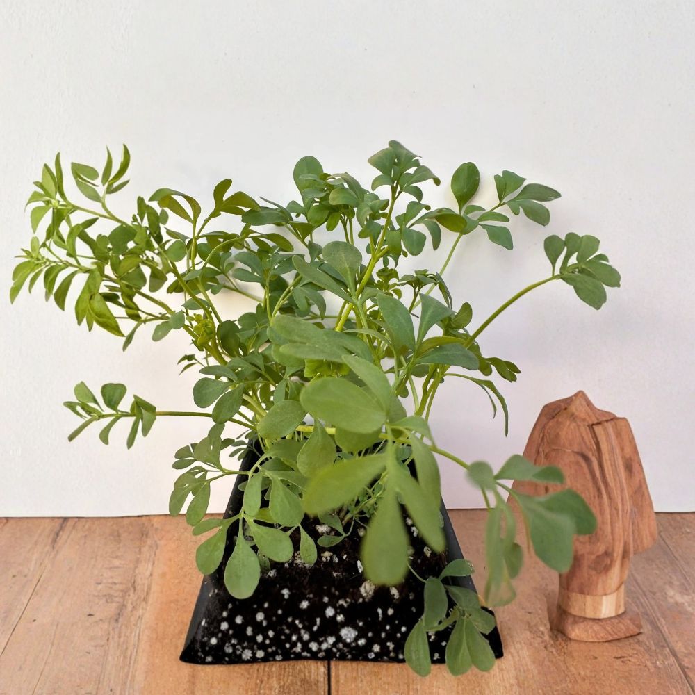 Rue Plant – Ruta graveolens Live Starter Clump | Multiple Seedlings | Ready to Transplant | Blue-Green Foliage | Garden & Container Plant