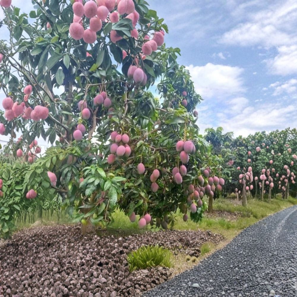 Mango Live Tropical Fruit Tree – Mangifera indica | 6–9 Inches in Pot | Mango Seedling | Tropical Fruit Tree | Container Friendly | Edible Garden Plant