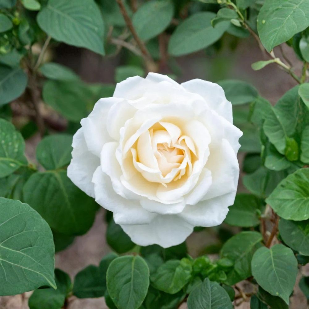 Iceberg Rose Live Starter Plant – 4 to 6 Inches Tall | Ships Bare Root (No Pot) | Honey Fragrant White Rose | Repeat Bloomer | Easy to Grow