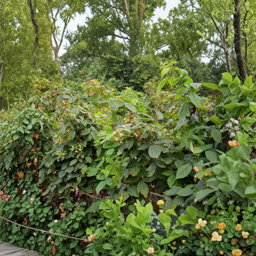 Fall Gold Everbearing Raspberry – Rubus idaeus 'Fall Gold' Live Plant | 1 Quart Grow Bag | Yellow Raspberry Bush | Edible Fruit Plant | Easy to Grow