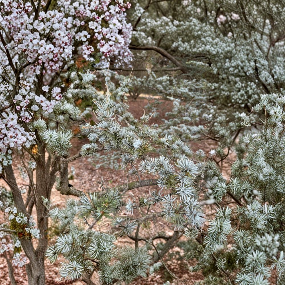 Cedrus atlantica 'Glauca' – Blue Atlas Cedar Live Plant | 12 Inches Tall | Includes 1 Gallon Pot | Powder Blue Evergreen Conifer | Fast Growing Landscape Tree