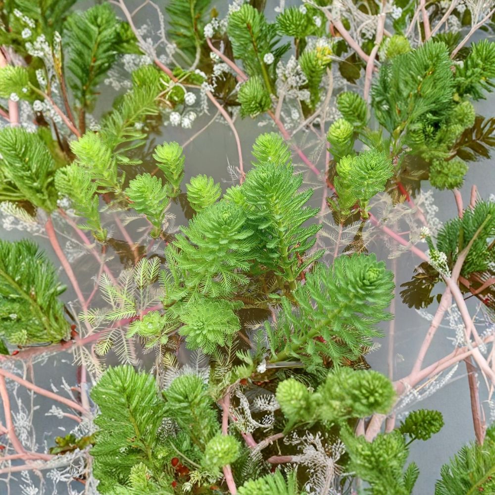 Parrot's Feather – Myriophyllum aquaticum Live Pond Plant | XL Rooted Bunch | Oxygenating Water Garden Plant | Easy to Grow