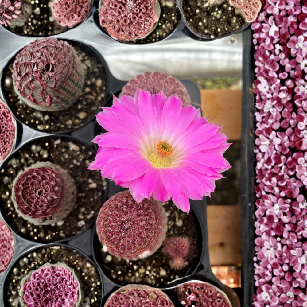 Arizona Rainbow Cactus Live Plant – 4 Inch Pot | Rooted Pink Cactus Starter | Colorful Succulent | Easy to Grow