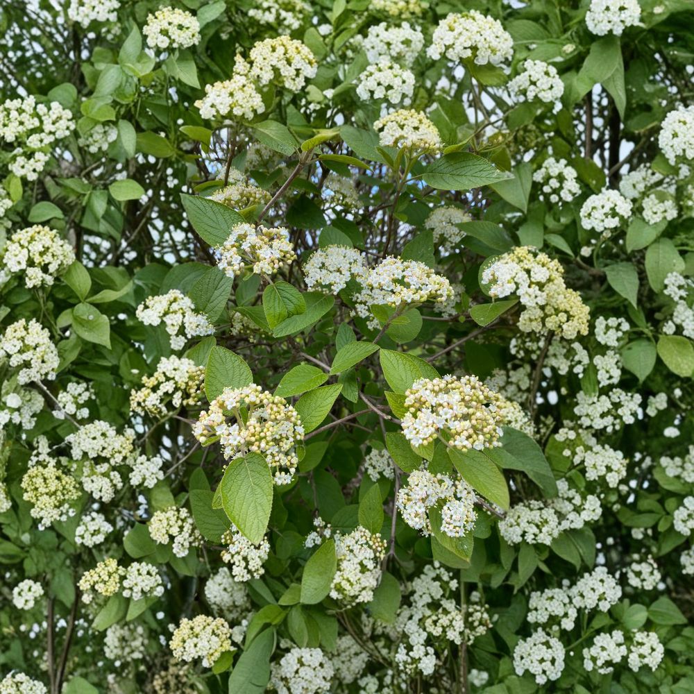 Mohican Viburnum – Live Flowering Shrub | 4 Inch Pot Plant | Viburnum lantana 'Mohican' | Multi-Season Landscape Plant