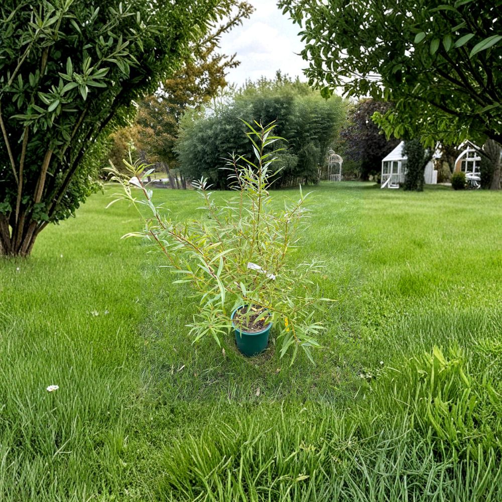 Salix sachalinensis 'Sekka' – Japanese Fantail Willow Live Plant | 2 Gallon Pot | Unique Crested Branches | Ornamental Accent Tree | Easy to Grow