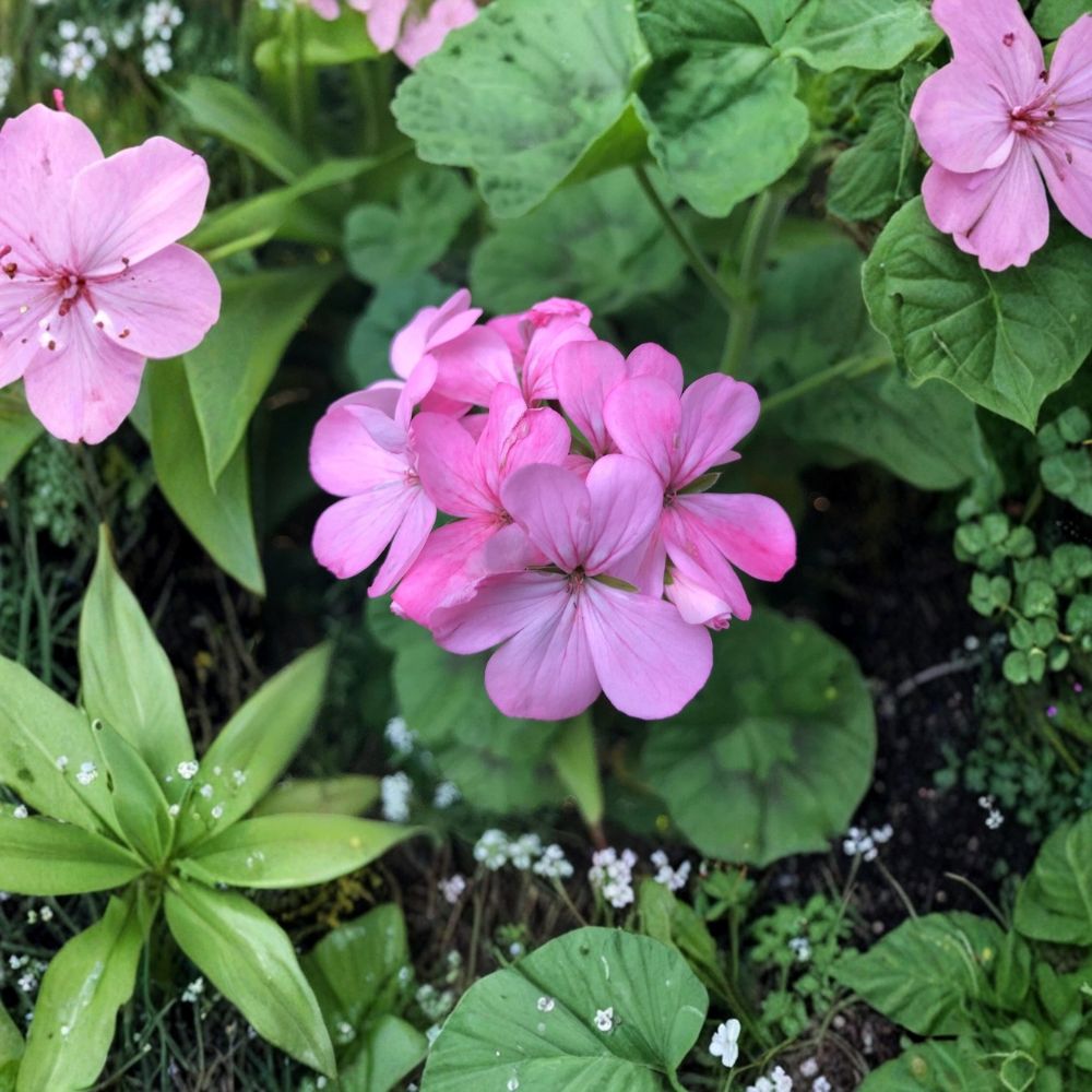 Bubblegum Pink Zonal Geranium Live Cuttings – 4 Pelargonium Starter Cuttings | 8 Inches or Longer | Pastel Pink Blooms | Fresh Live Plant | Easy to Grow