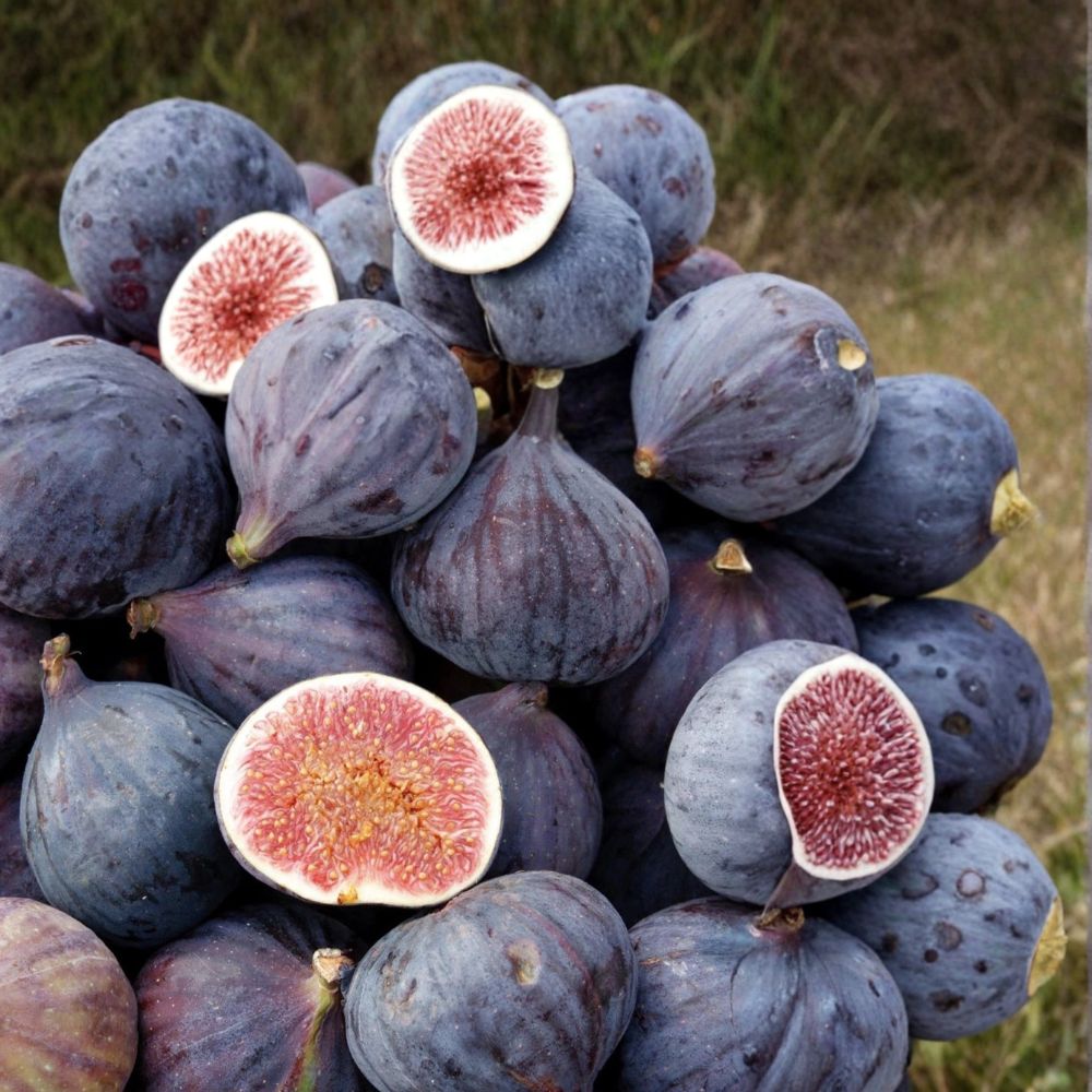 LSU Purple Fig Tree – Ficus carica Live Starter Plant | Well-Rooted | Ships in Nursery Pot | Edible Fruit Tree | Easy to Grow